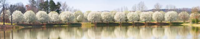 panoramic view of trees in spring