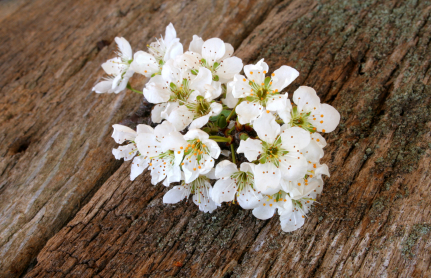 spring blooms